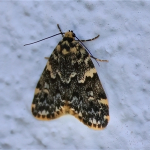 Halone coryphoea at Hughes, ACT - 3 Nov 2024 11:54 AM