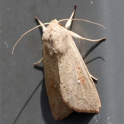 Mythimna (Pseudaletia) convecta (Common Armyworm) at Hughes, ACT - 3 Nov 2024 by LisaH