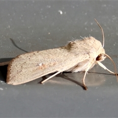 Mythimna (Pseudaletia) convecta at Hughes, ACT - 3 Nov 2024 01:31 PM