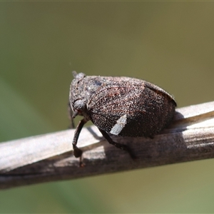 Dardus abbreviatus at Hughes, ACT - 3 Nov 2024