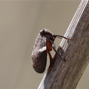 Dardus abbreviatus at Hughes, ACT - 3 Nov 2024