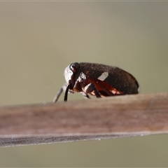 Dardus abbreviatus at Hughes, ACT - 3 Nov 2024