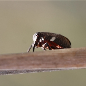 Dardus abbreviatus at Hughes, ACT - 3 Nov 2024