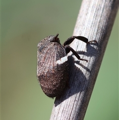 Dardus abbreviatus at Hughes, ACT - 3 Nov 2024