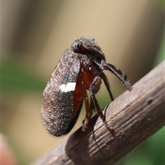 Dardus abbreviatus at Hughes, ACT - 3 Nov 2024