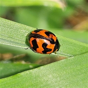 Coccinella transversalis at Braidwood, NSW - 3 Nov 2024