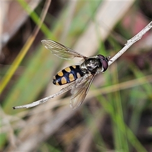 Melangyna viridiceps at Monga, NSW - 3 Nov 2024