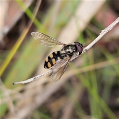 Melangyna viridiceps at Monga, NSW - 3 Nov 2024