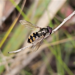 Melangyna viridiceps at Monga, NSW - 3 Nov 2024