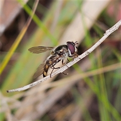 Melangyna viridiceps at Monga, NSW - 3 Nov 2024