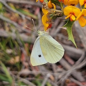 Pieris rapae at Monga, NSW - 3 Nov 2024