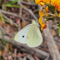 Pieris rapae at Monga, NSW - 3 Nov 2024