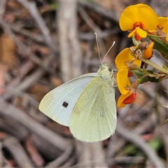 Pieris rapae at Monga, NSW - 3 Nov 2024