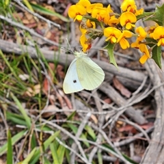 Pieris rapae at Monga, NSW - 3 Nov 2024