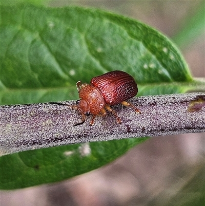 Calomela ioptera (A leaf beetle) at Monga, NSW - 3 Nov 2024 by MatthewFrawley