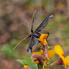 Chauliognathus lugubris at Monga, NSW - 3 Nov 2024