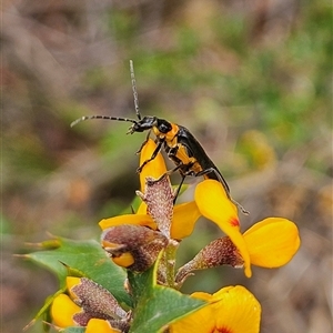 Chauliognathus lugubris at Monga, NSW - 3 Nov 2024