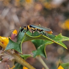 Chauliognathus lugubris at Monga, NSW - 3 Nov 2024