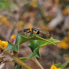 Chauliognathus lugubris at Monga, NSW - 3 Nov 2024