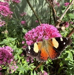 Vanessa itea at Holt, ACT - 3 Nov 2024