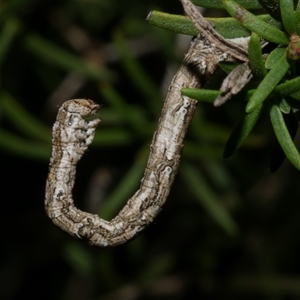 Syneora fractata at Freshwater Creek, VIC - 2 Aug 2020 12:07 AM