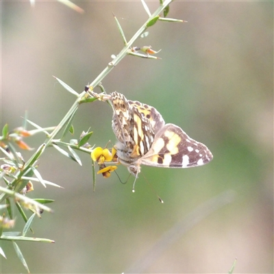 Vanessa kershawi (Australian Painted Lady) at Monga, NSW - 3 Nov 2024 by MatthewFrawley