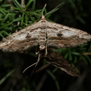 Chrysolarentia leucophanes at Freshwater Creek, VIC - 2 Aug 2020 12:08 AM