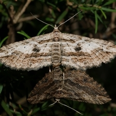 Chrysolarentia leucophanes at Freshwater Creek, VIC - 2 Aug 2020 12:08 AM