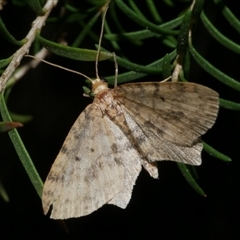 Poecilasthena scoliota (A Geometer moth (Larentiinae)) at Freshwater Creek, VIC - 1 Aug 2020 by WendyEM