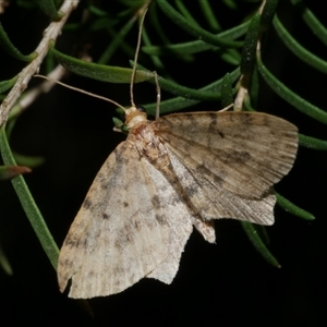 Poecilasthena scoliota (A Geometer moth (Larentiinae)) at Freshwater Creek, VIC by WendyEM