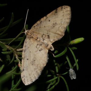 Poecilasthena scoliota at Freshwater Creek, VIC - 2 Aug 2020