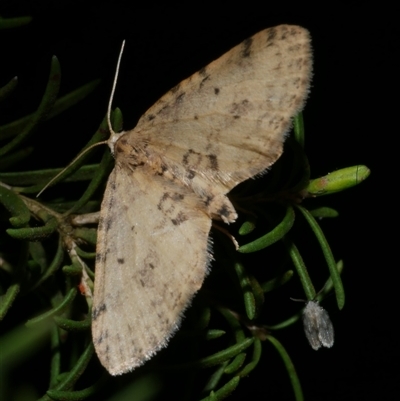 Poecilasthena scoliota (A Geometer moth (Larentiinae)) at Freshwater Creek, VIC - 2 Aug 2020 by WendyEM