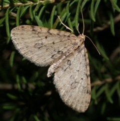 Poecilasthena scoliota (A Geometer moth (Larentiinae)) at Freshwater Creek, VIC - 2 Aug 2020 by WendyEM