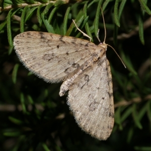 Poecilasthena scoliota at Freshwater Creek, VIC - 2 Aug 2020