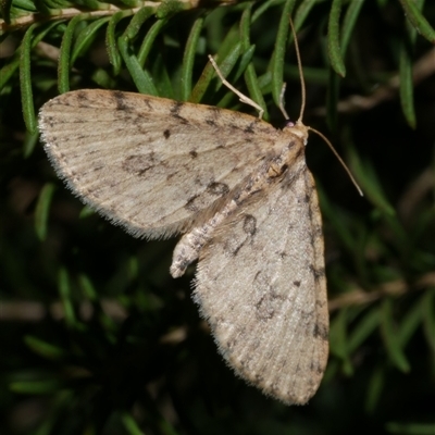 Poecilasthena scoliota (A Geometer moth (Larentiinae)) at Freshwater Creek, VIC - 2 Aug 2020 by WendyEM