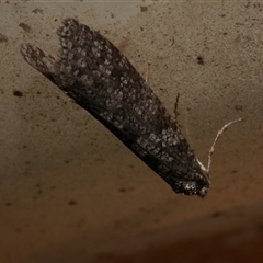 Lepidoscia adelopis, annosella and similar species (A Case moth) at Freshwater Creek, VIC - 2 Aug 2020 by WendyEM