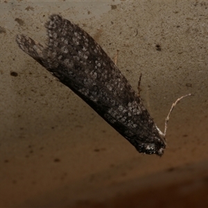 Lepidoscia adelopis, annosella and similar species at Freshwater Creek, VIC - 2 Aug 2020