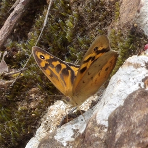 Heteronympha merope at Monga, NSW - 3 Nov 2024