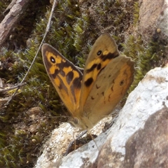 Heteronympha merope at Monga, NSW - 3 Nov 2024