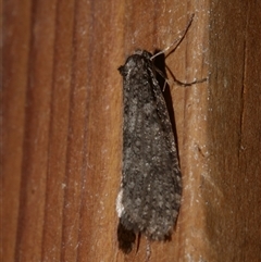 Lepidoscia (genus) ADULT (A Case moth) at Freshwater Creek, VIC - 2 Aug 2020 by WendyEM