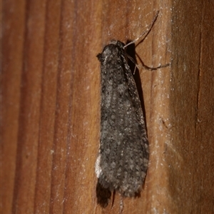 Lepidoscia (genus) ADULT at Freshwater Creek, VIC - 2 Aug 2020 12:05 AM