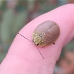 Paropsis porosa at Bungendore, NSW - 3 Nov 2024