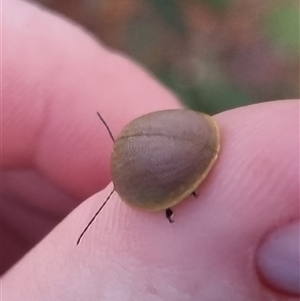 Paropsis porosa at Bungendore, NSW - 3 Nov 2024