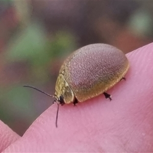 Paropsis porosa at Bungendore, NSW - 3 Nov 2024