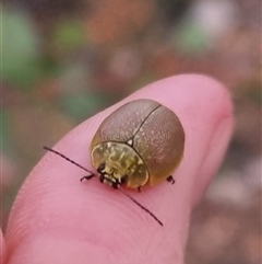 Paropsis porosa at Bungendore, NSW - 3 Nov 2024