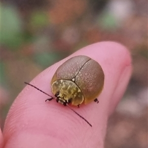 Paropsis porosa at Bungendore, NSW - 3 Nov 2024