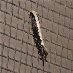 Monopis ethelella (Dead Sheep's Moth) at Freshwater Creek, VIC - 2 Aug 2020 by WendyEM