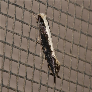 Monopis ethelella (Dead Sheep's Moth) at Freshwater Creek, VIC by WendyEM