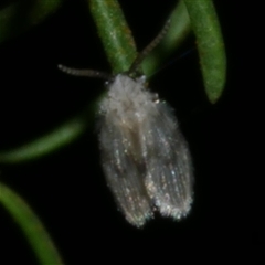 Psychodidae sp. (family) (Moth Fly, Drain Fly) at Freshwater Creek, VIC - 2 Aug 2020 by WendyEM