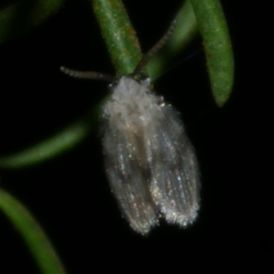 Unidentified Other true fly at Freshwater Creek, VIC - 1 Aug 2020 by WendyEM